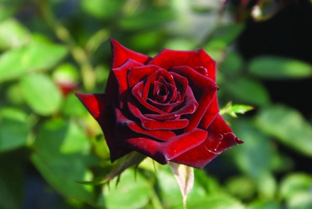 «Блэк Джейд» (Rosa 'Black Jade') - пленительный сорт с глубокими, темно-малиновыми цветками, которые чернеют в жарком климате. «Блэк Джейд» (Rosa 'Black Jade') - пленительный сорт с глубокими, темно-малиновыми цветками, которые чернеют в жарком климате.