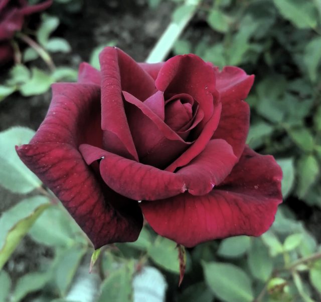 «Блэк Бьюти» (Rosa 'Black Beauty') славится глубокими бархатистыми бордово-черными цветками, которые создают ощущение таинственности и очарования. «Блэк Бьюти» (Rosa 'Black Beauty') славится глубокими бархатистыми бордово-черными цветками, которые создают ощущение таинственности и очарования.