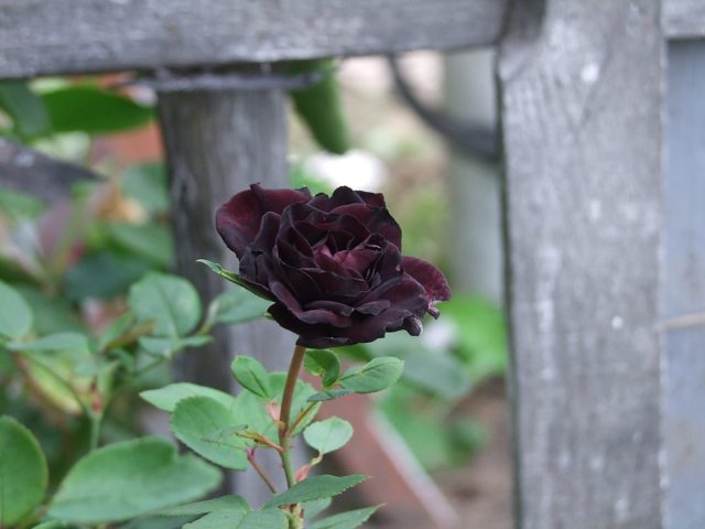Темные, черновато-красные цветки «Нигретте» (Rosa 'Nigrette') среднего размера, плотные и слегка ароматные. Темные, черновато-красные цветки «Нигретте» (Rosa 'Nigrette') среднего размера, плотные и слегка ароматные.
