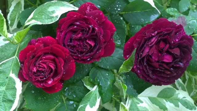 В теплом климате «Сувенир дю Доктор Жэман» (Rosa 'Souvenir du Dr Jamain') наращивает куст выше человеческого роста, более 2,5 м в высоту. В теплом климате «Сувенир дю Доктор Жэман» (Rosa 'Souvenir du Dr Jamain') наращивает куст выше человеческого роста, более 2,5 м в высоту.