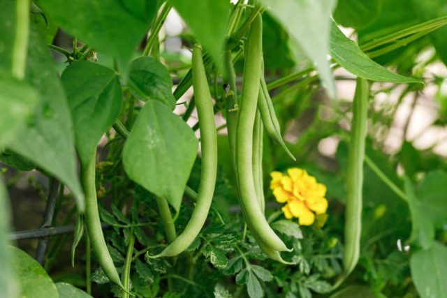 Лучше всего ягодная культура растёт рядом с фасолью, хотя её можно посадить и вместе с другими бобами.