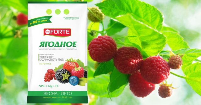 В комплексное удобрение Ягодное Bona Forte входят все макроэлементы, а также сера, магний и 6 микроэлементов в хелатной форме. В комплексное удобрение Ягодное Bona Forte входят все макроэлементы, а также сера, магний и 6 микроэлементов в хелатной форме.