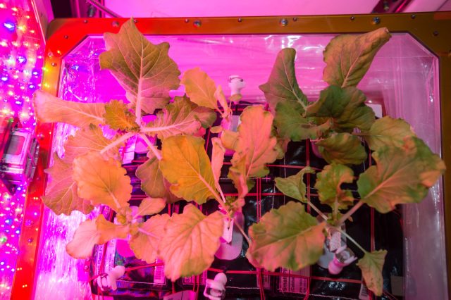 На МКС расположен экспериментальный космический сад "Veggie", где устроили компактную систему выращивания овощей и фруктов. На МКС расположен экспериментальный космический сад "Veggie", где устроили компактную систему выращивания овощей и фруктов.