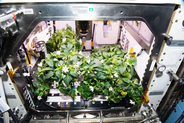 Есть и другой модуль, названный "APH" или "Advanced Planet Habitat", специальная камера для выращивания растений на борту всё той же МКС. Есть и другой модуль, названный "APH" или "Advanced Planet Habitat", специальная камера для выращивания растений на борту всё той же МКС.